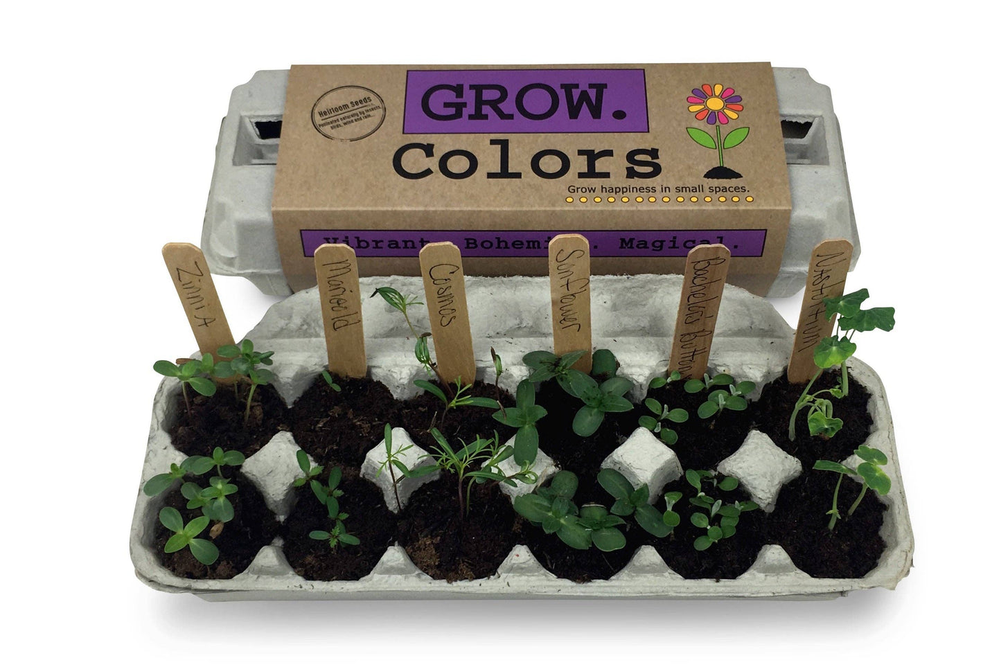 Backyard Safari Company - Colors Flower Garden Grow Kit