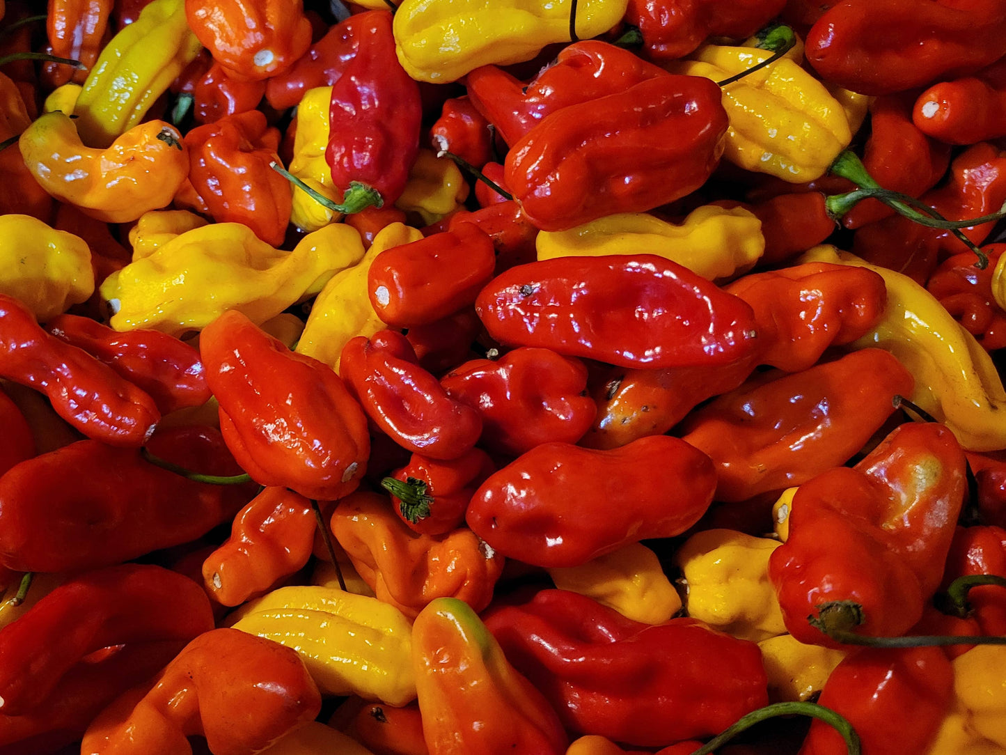 Incendiary Hot Pepper Jelly: Super Spicy, Super Tasty