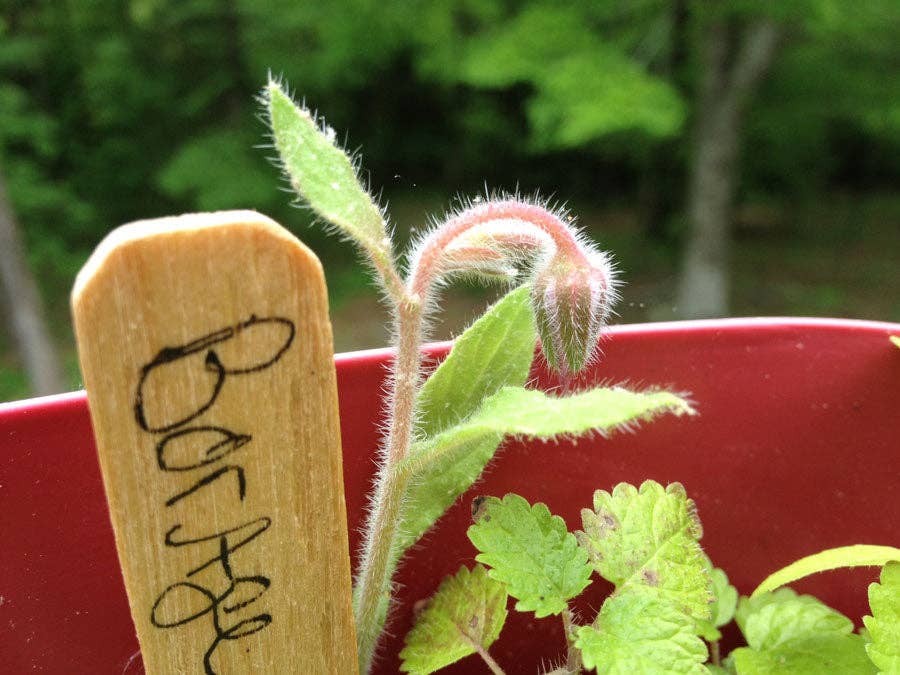 Backyard Safari Company - Cocktail Garden Grow Kit