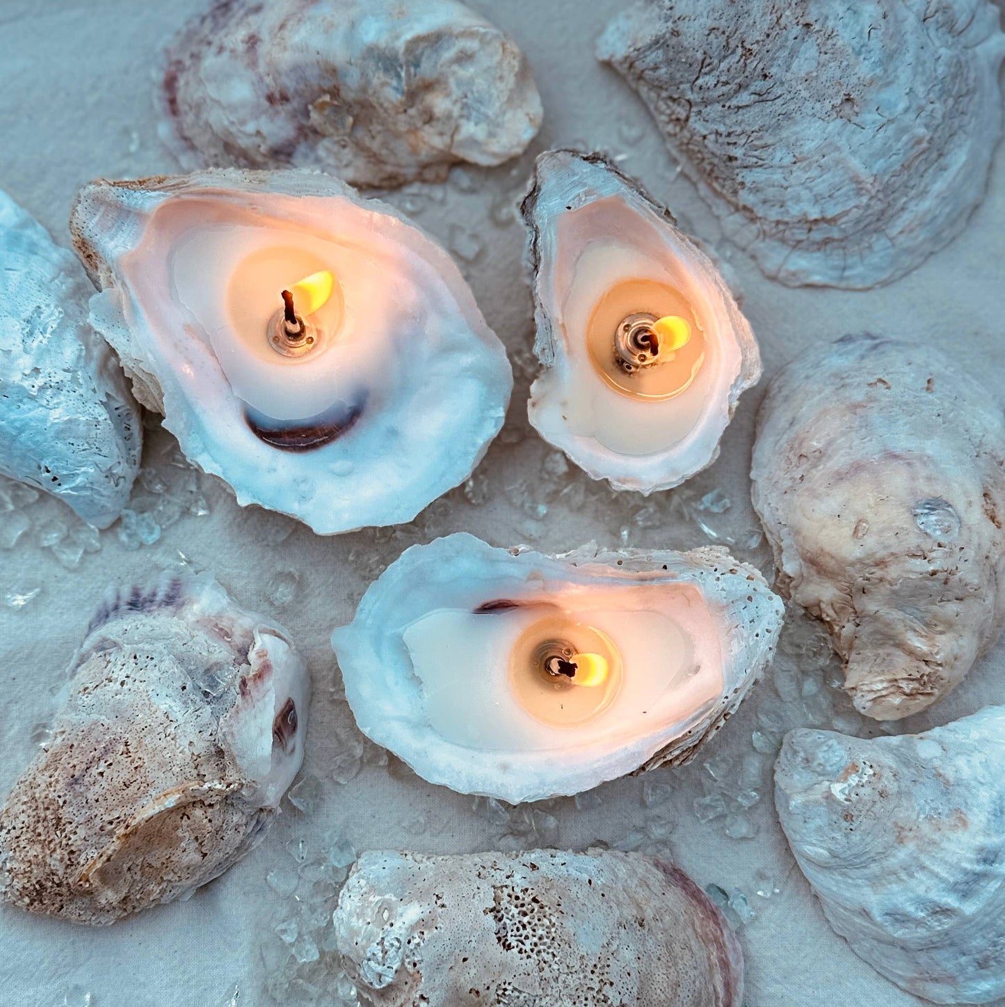 Martini Candle Co. - Oyster Shell Candle Handmade Beeswax Soy : Unscented