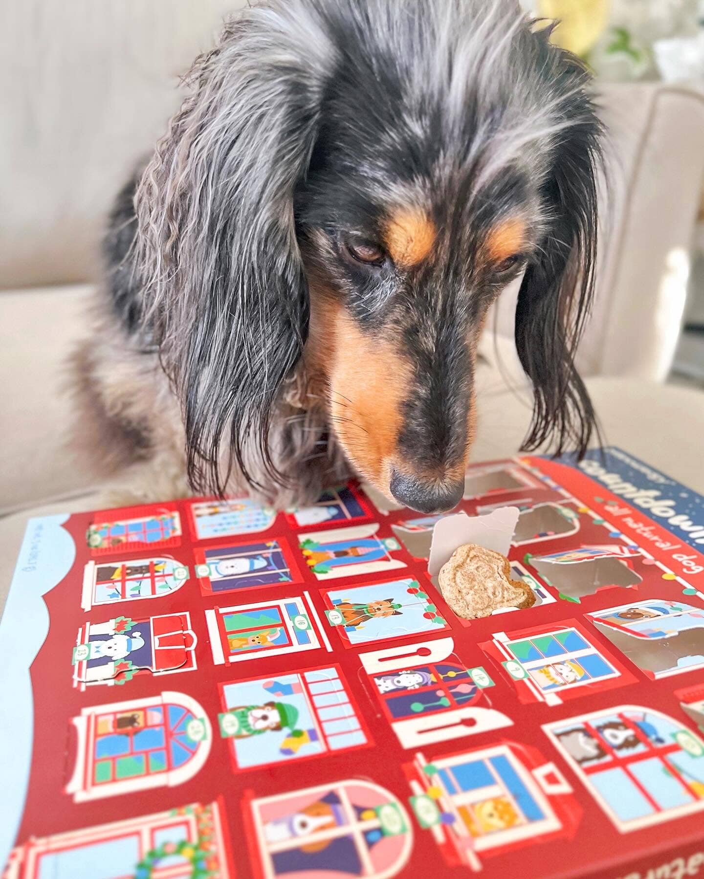 Spunky Pup - 25 Days of Dog Treats Advent Calendar
