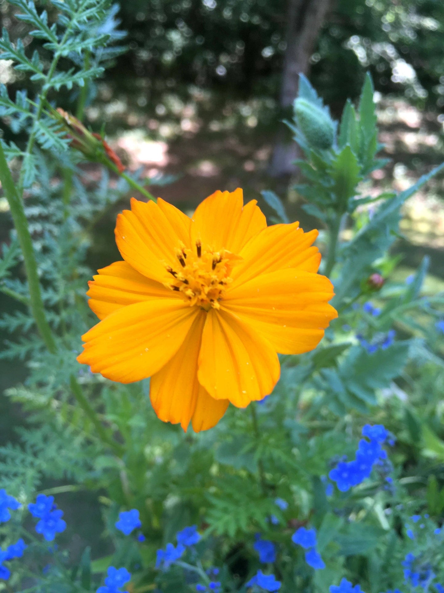 Backyard Safari Company - Honey Bee Habitat Grow Kit