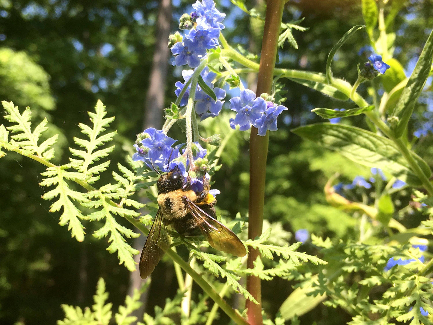 Backyard Safari Company - Honey Bee Habitat Grow Kit