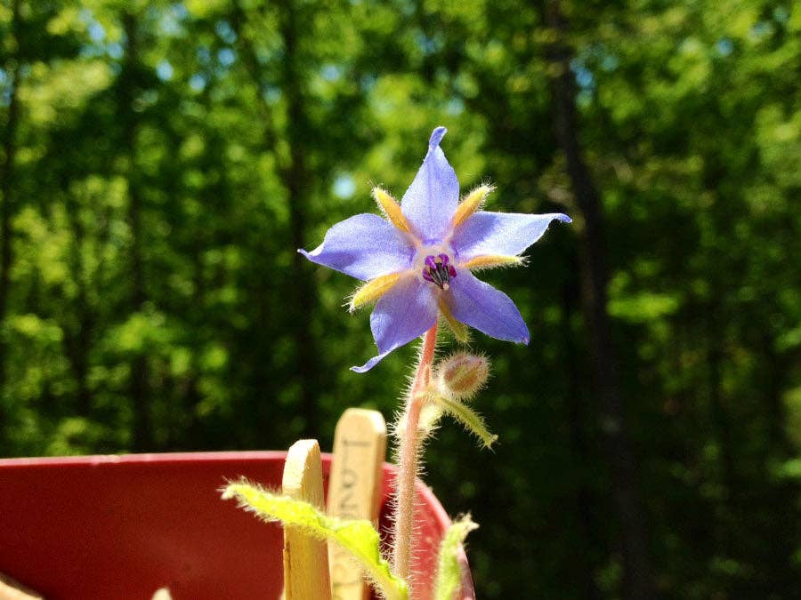 Backyard Safari Company - Cocktail Garden Grow Kit