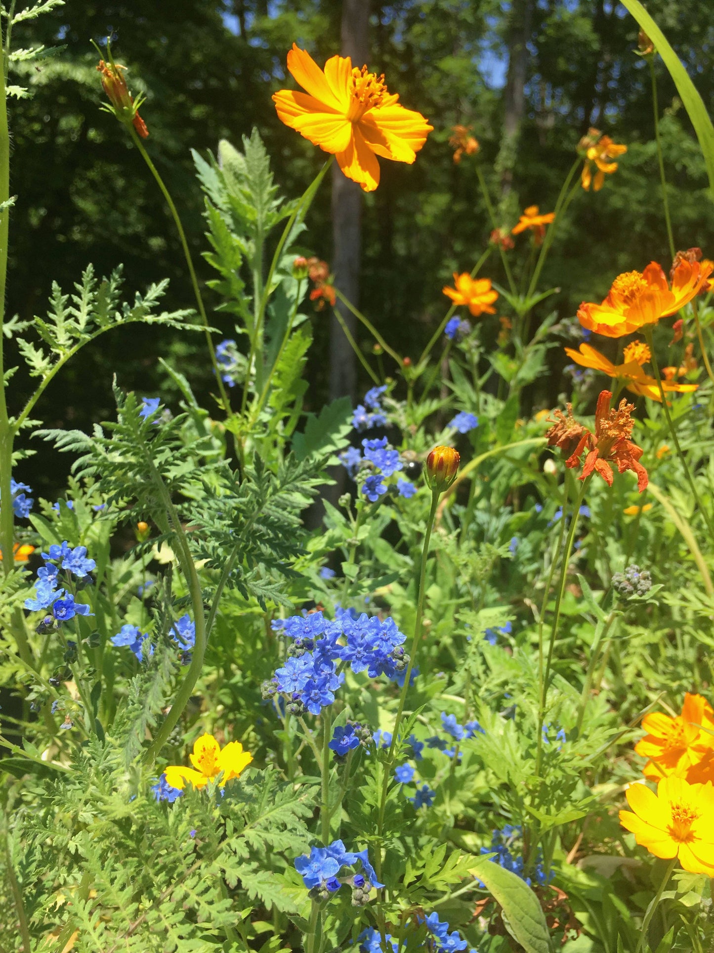 Backyard Safari Company - Honey Bee Habitat Grow Kit