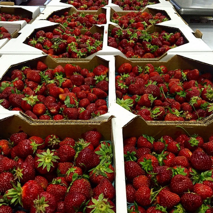 Strawberry & Pink Champagne Preserve | Award-Winning Gourmet Jam | Vegan & Gluten-Free