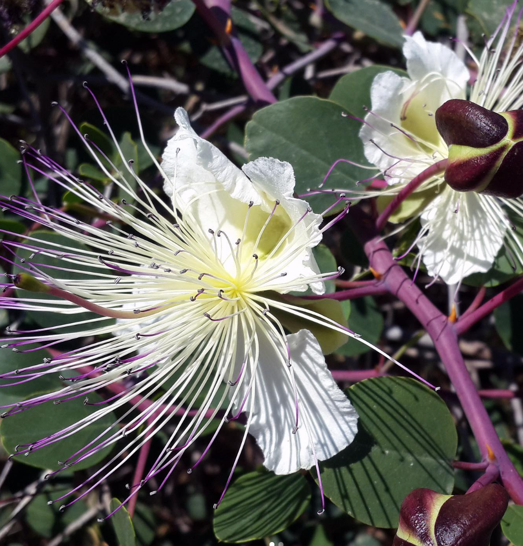 Organic Wild Mountain Capers in Salt | Moulin Mahjoub