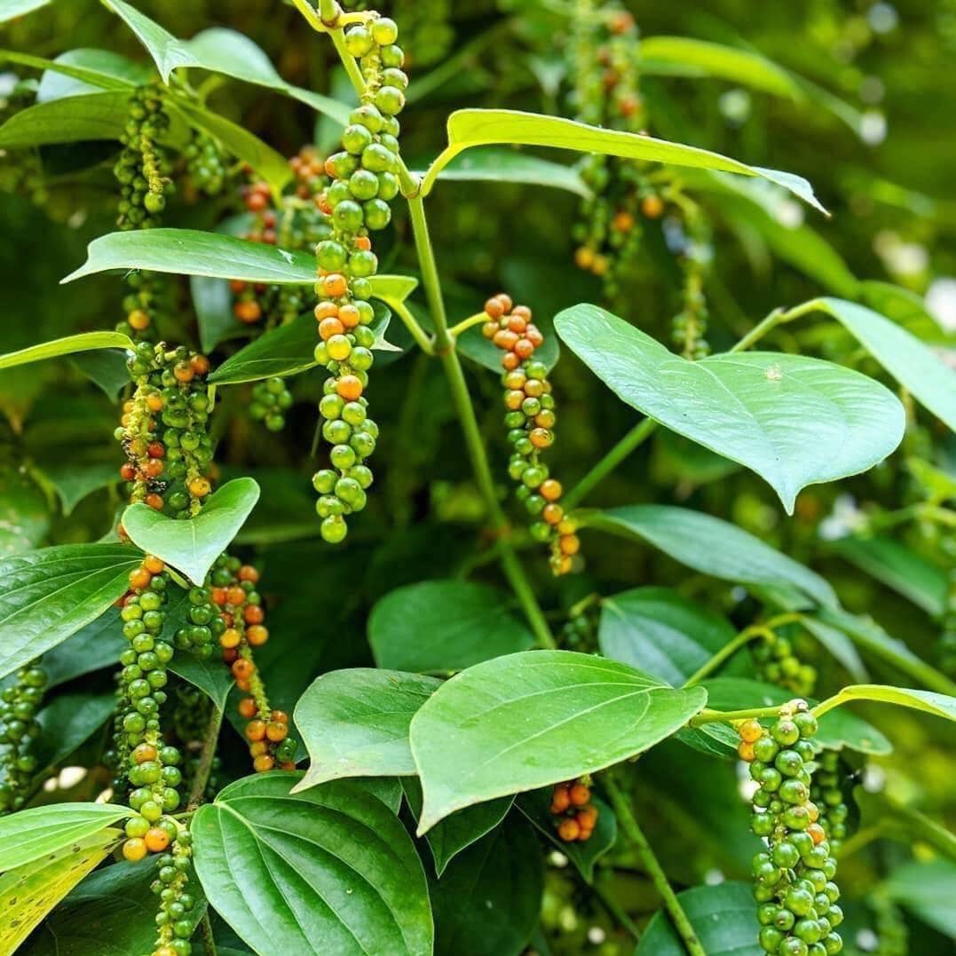 Robusta Black Peppercorns - Single Origin Spice & Seasoning: 2.2 oz grinder top jar