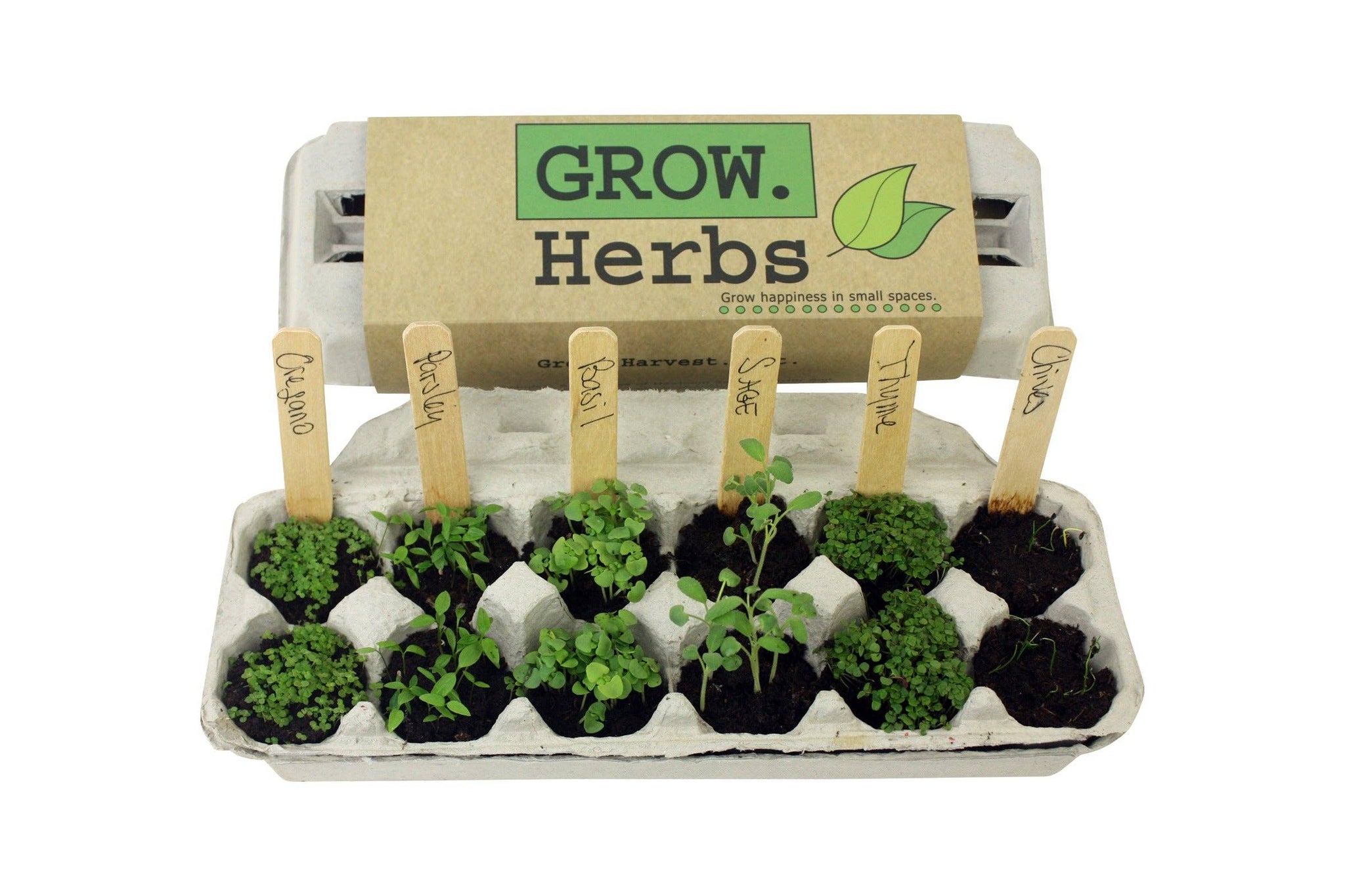 Backyard Safari Company - Herb Garden Grow Kit