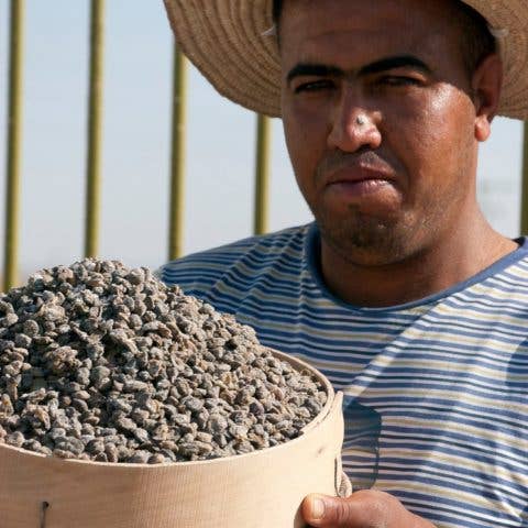Organic Wild Mountain Capers in Salt | Moulin Mahjoub