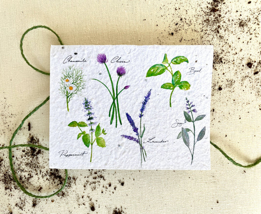 Notes of Eden Seed Cards - Herb Garden Plantable Seed Card: Compostable Cello Sleeves / Green