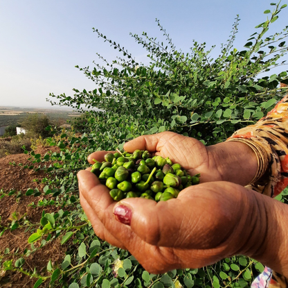 Organic Wild Mountain Capers in Salt | Moulin Mahjoub