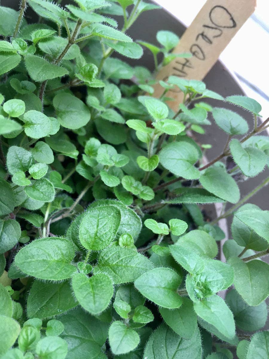 Backyard Safari Company - Herb Garden Grow Kit