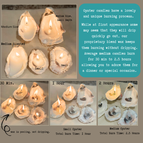 Martini Candle Co. - Oyster Shell Candle Handmade Beeswax Soy:  Dark Sea